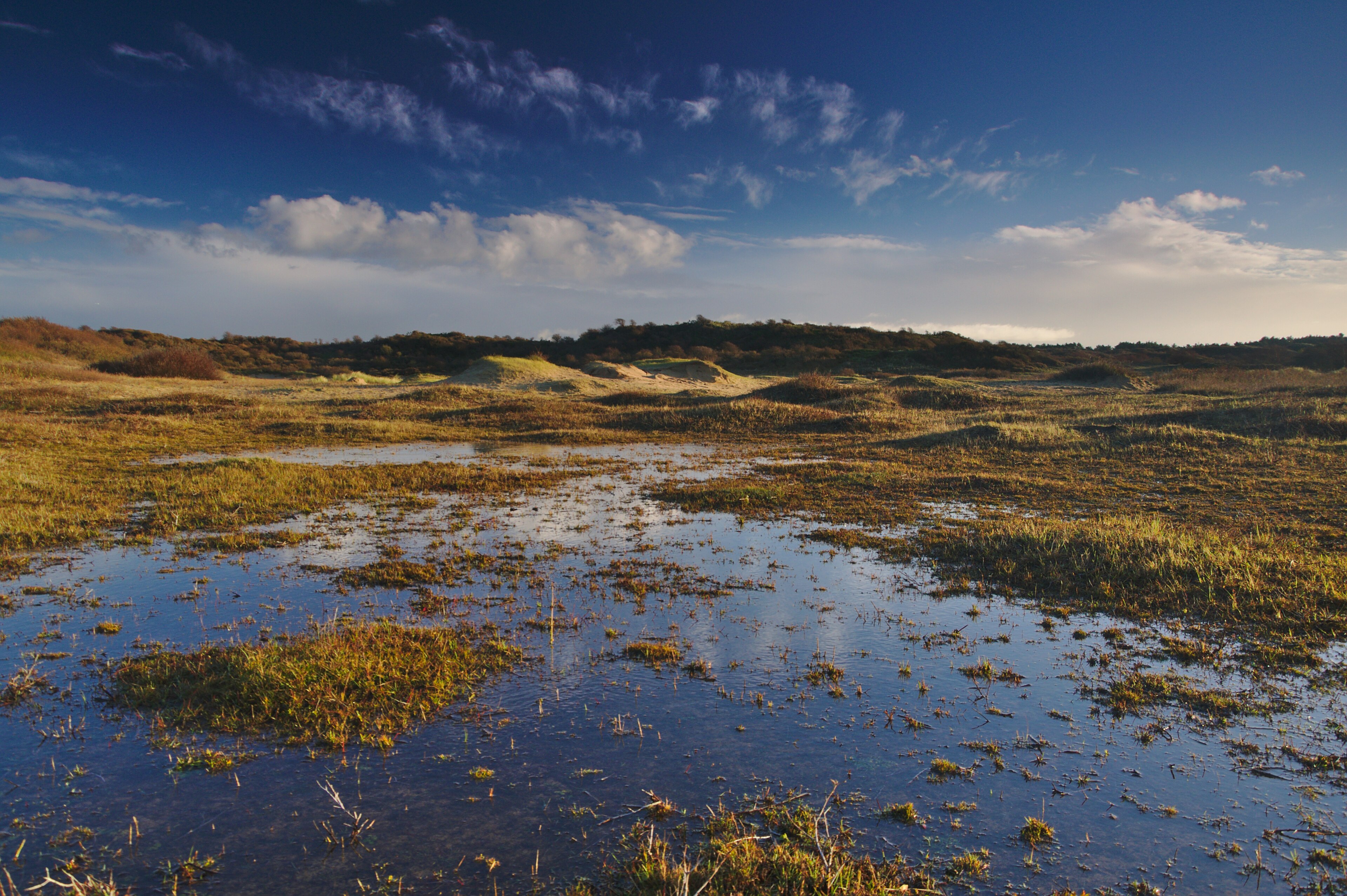 Dunes and coastal vegetation in National Park Zuid-Kennemerland