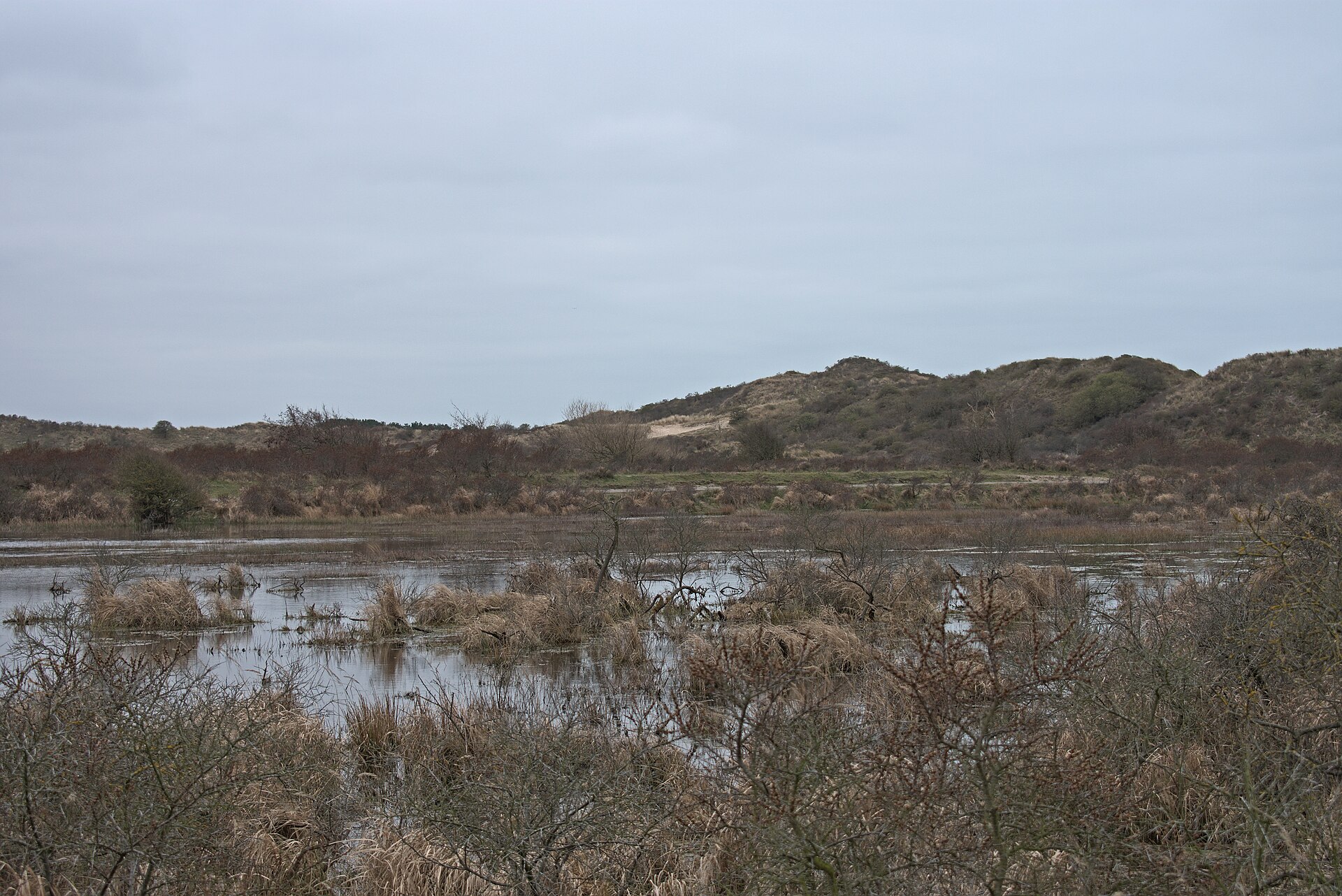 A shallow seasonal lake in the dunes of Zuid-Kennemerland