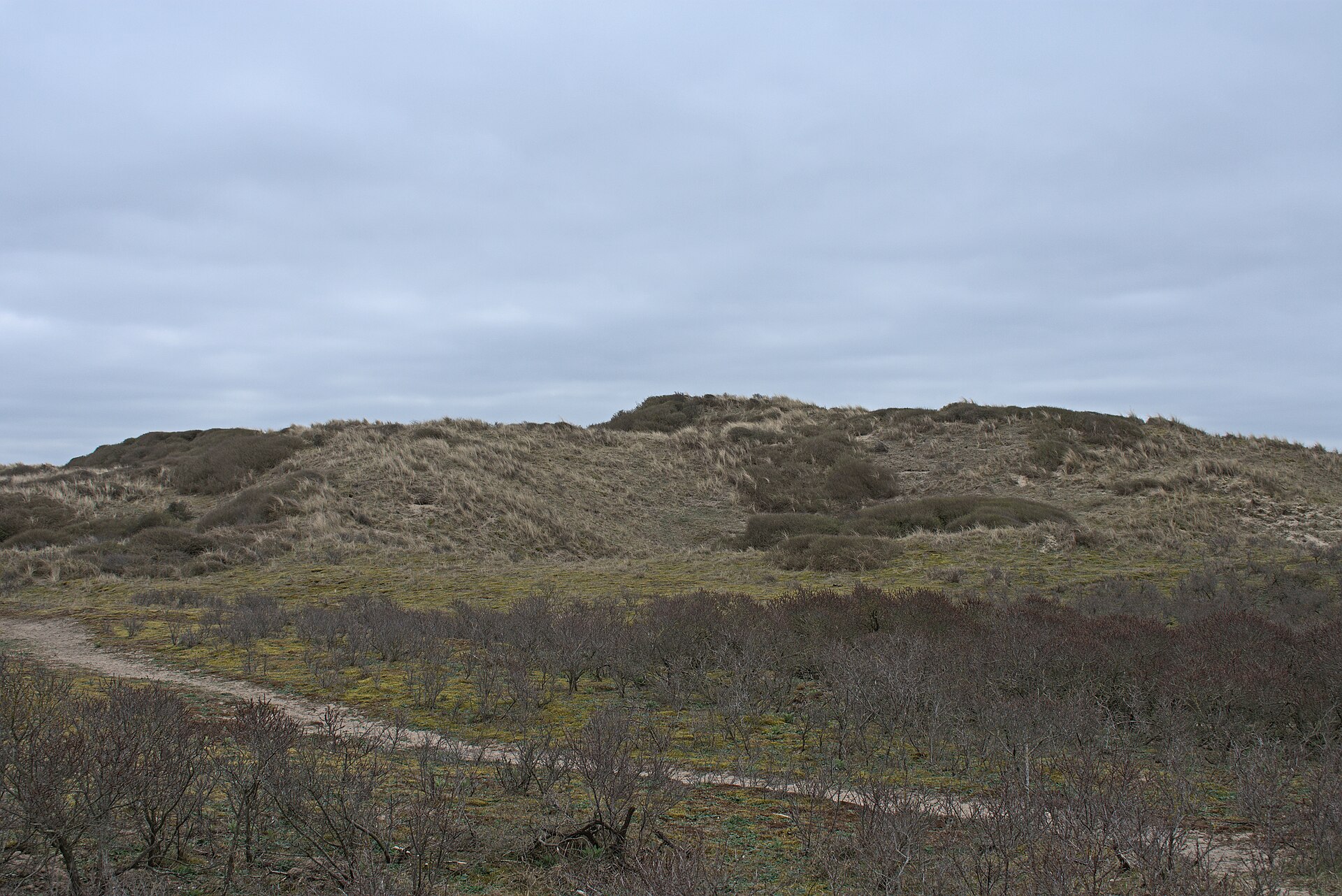 Open dune grassland under bright sky in Zuid-Kennemerland