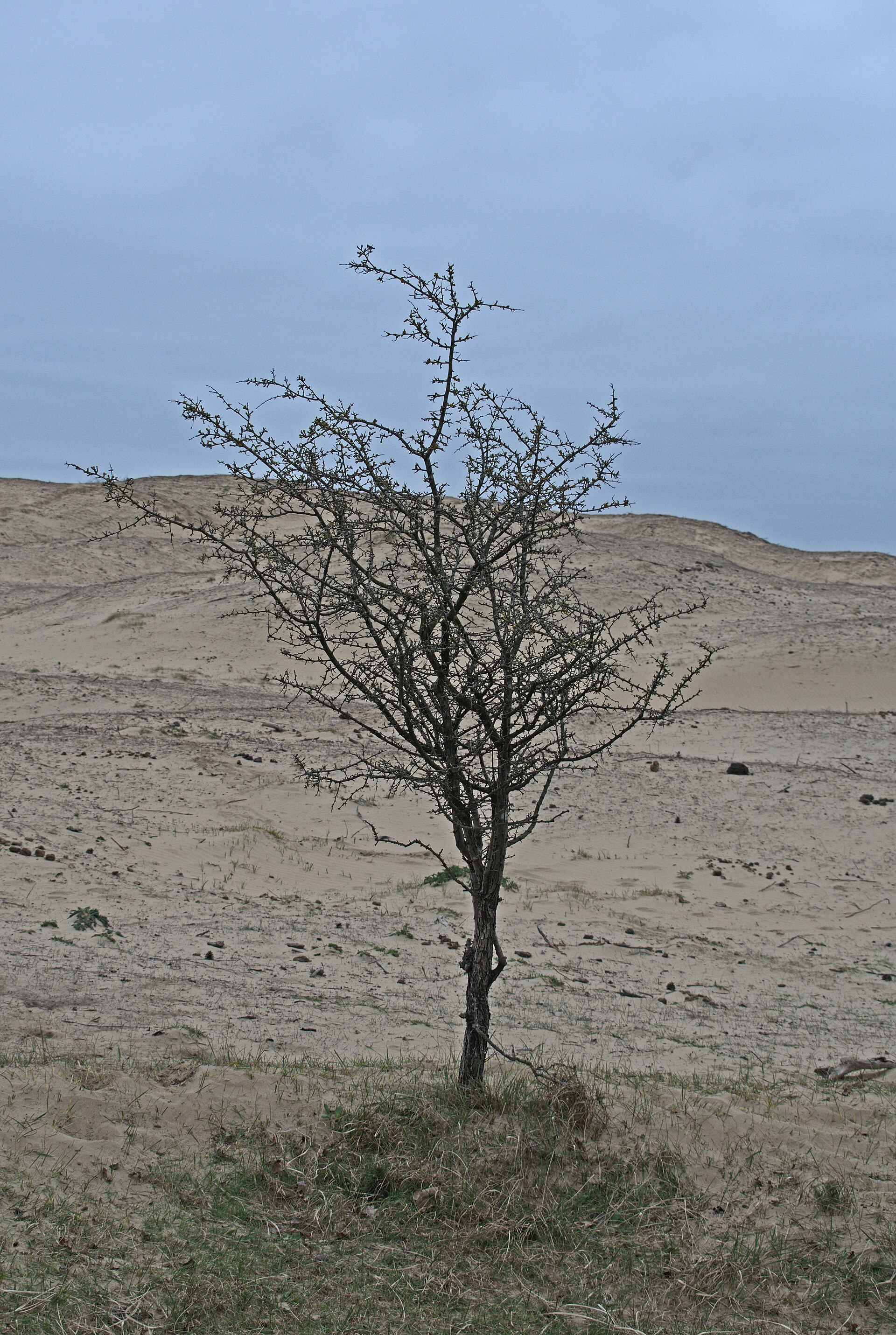 Dune ridge with grass in Zuid-Kennemerland